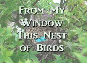 From My Window This Nest of Birds by Darlene Witte