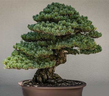 bonsai